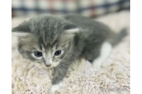 販売中の山形県のミックス-116387の2枚目